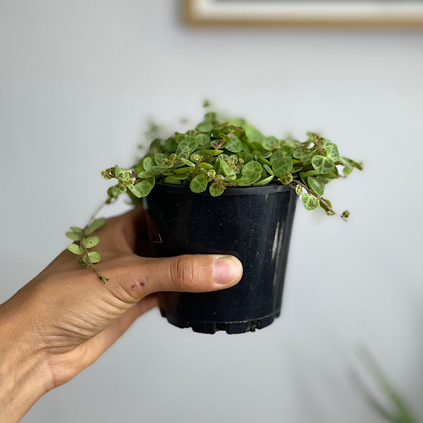 Peperomia Prostrata String of Turtles 100mm