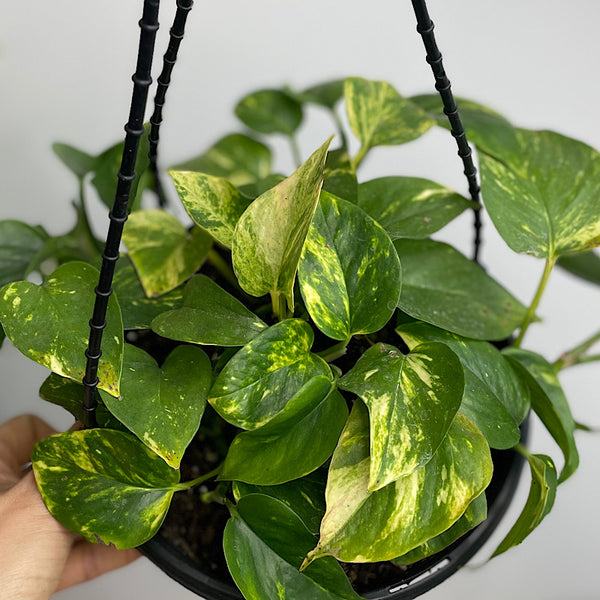 Epipremnum Aureum Devils Ivy Pothos 180mm Hanging