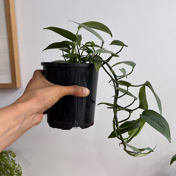 Epipremnum Cebu Blue 130mm