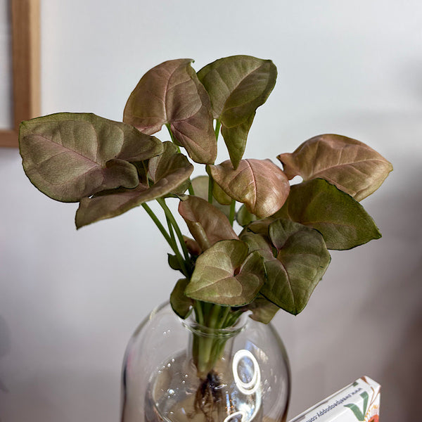 Glass Syngonium & Chocolate Gift Box  - Same Day Local Delivery for Canberra