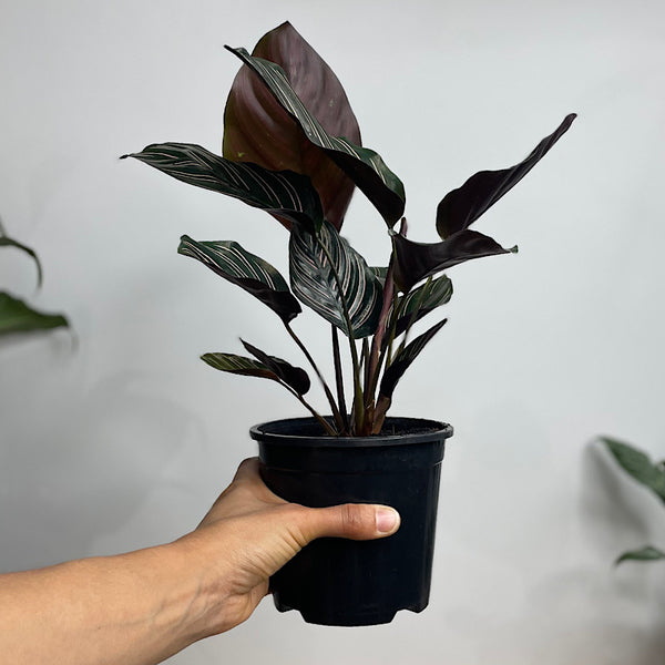 Calathea Sanderiana Pinstripe 130mm