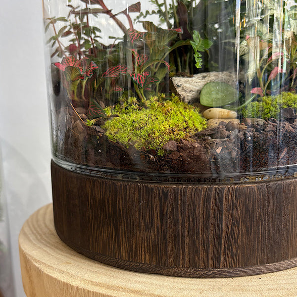 Large Helga Terrarium with Lush Forrest with Timber Base and Ball #0709