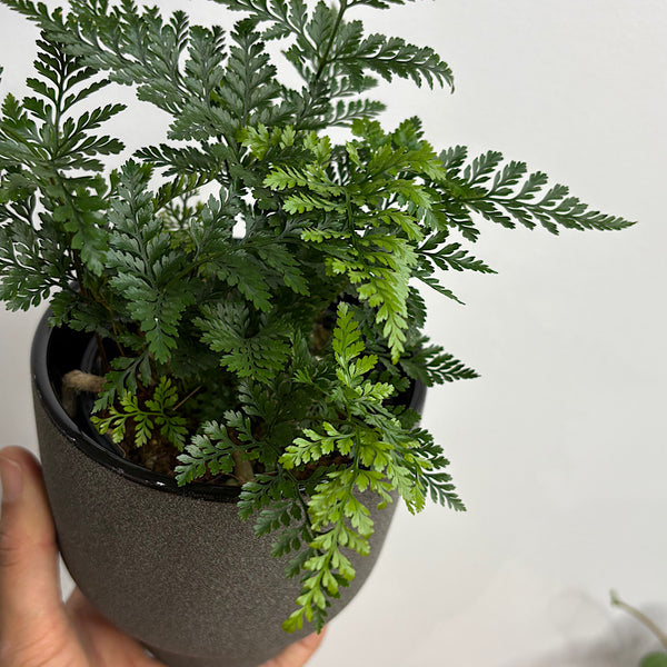 White Rabbit's Foot Fern in Small Pilu Pot Black