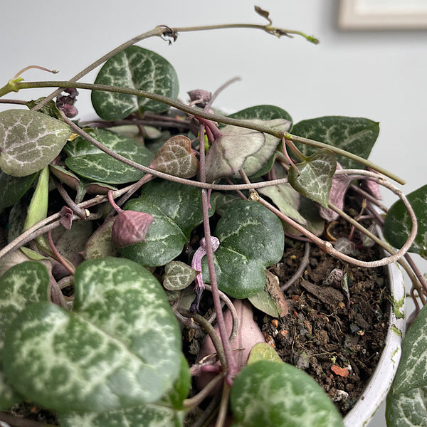 Ceropegia Woodii Chain Of Hearts 105mm