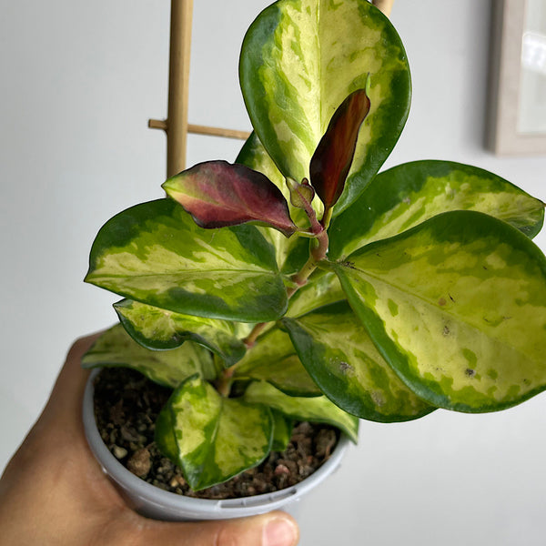 Hoya Australis Lisa 105mm