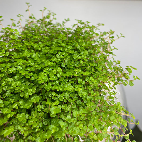 Baby's Tears in Medium Tilted Self Watering Glass Pot