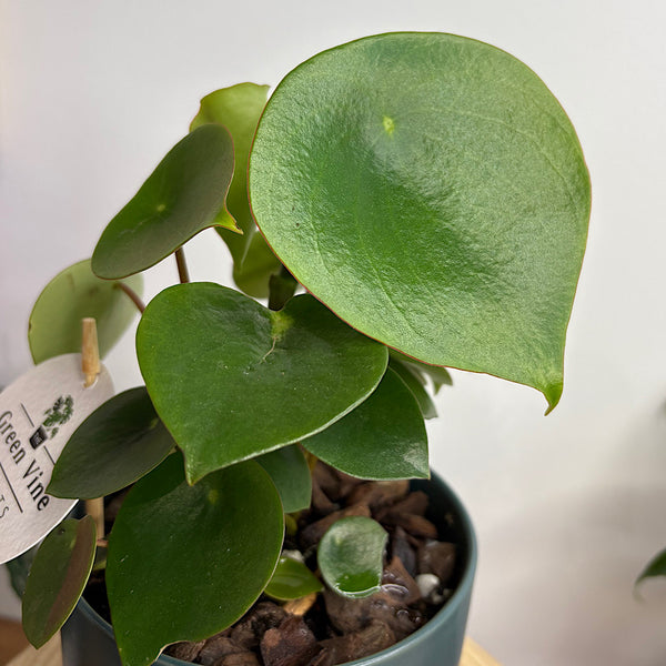 Peperomia Polybotrya Raindrop in Small Oslo Navy