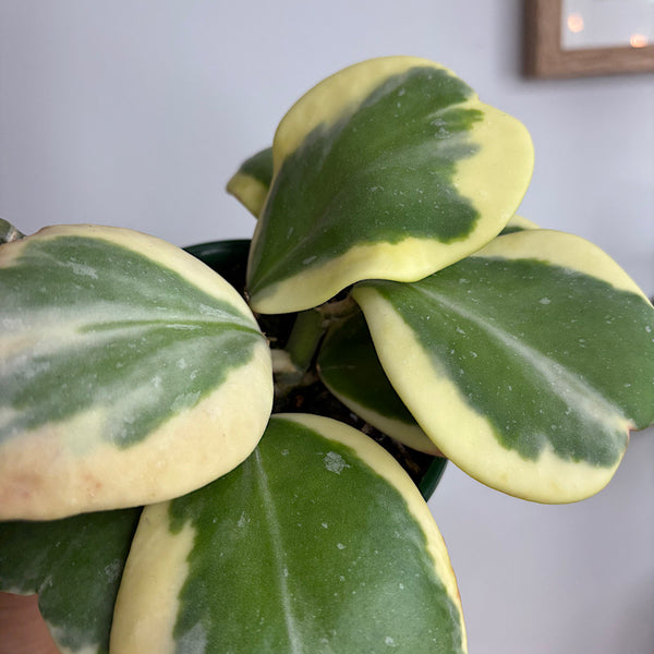 Hoya Kerrii Albomarginata  100mm