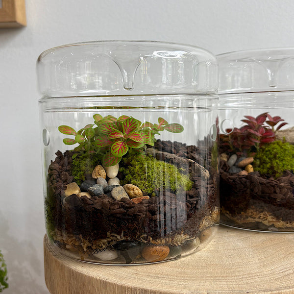 Astrid Small Drip Terrarium with Fittonias & Moss