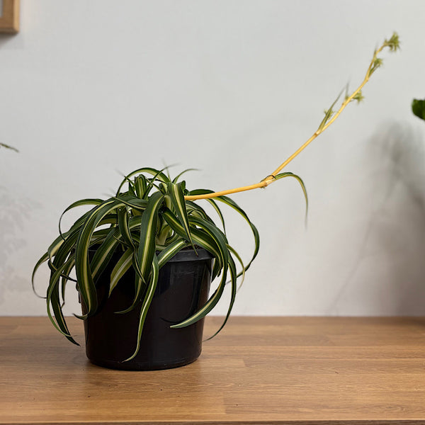 Chlorophytum Curly Spider Plant 155mm
