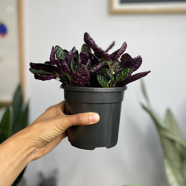 Hemigraphis Exotica Red Flame Ivy 120mm