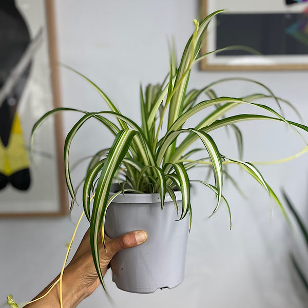 Chlorophytum Comosum Spider Plant 150mm