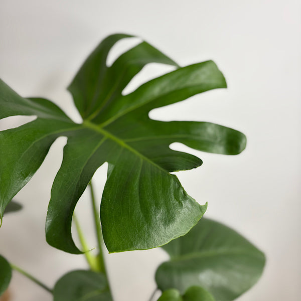 Monstera Deliciosa 'Tauerii' in Large Oslo Pot Eucalyptus