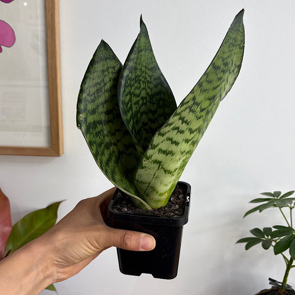 Sansevieria Trifasciata Snake Plant 100mm