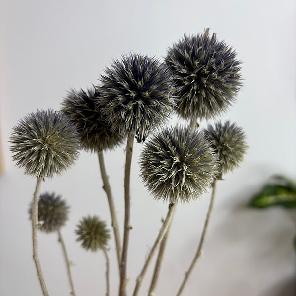 Dried Echinops Natural Blue