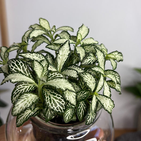 Fittonia White/Green in Small Self Watering Glass Pot