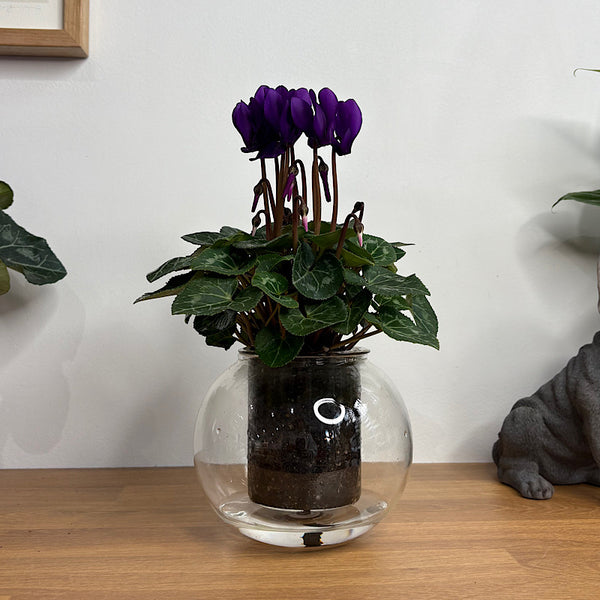 Cyclamen Deep Purple in Medium Self Watering Glass Pot