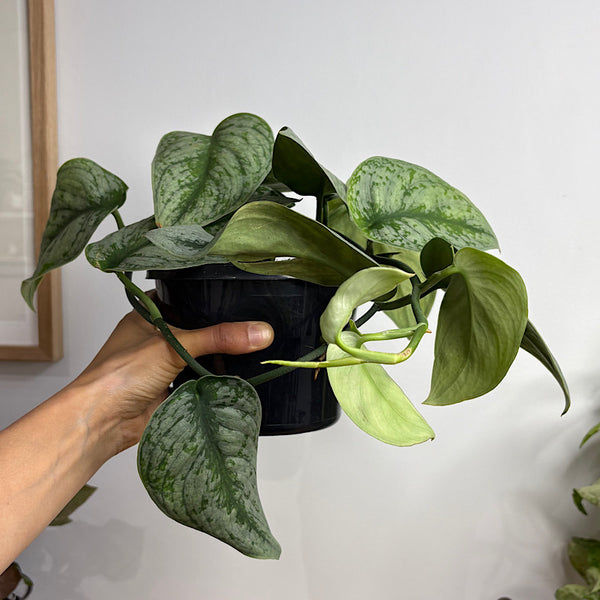 Scindapsus Exotica 155mm