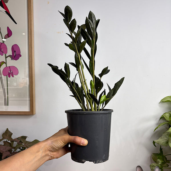 Zamioculcas Dark Zamicro 140mm