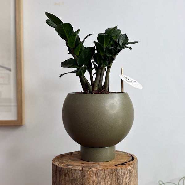 Zenzi Zanzibar Gem in Small Orbit Pot Jade