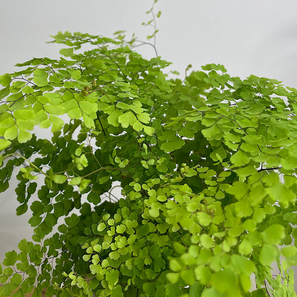 Maidenhair Fern in Medium Self Watering Glass Pot