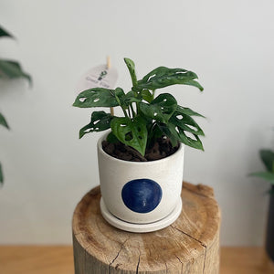 Monstera Monkey Mask in Small Amega Pot