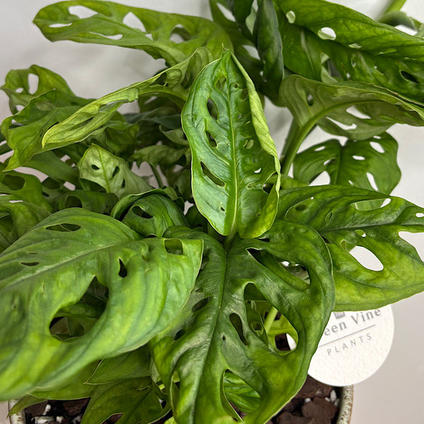 Monstera Monkey Mask in Large Pollock Pot Limestone
