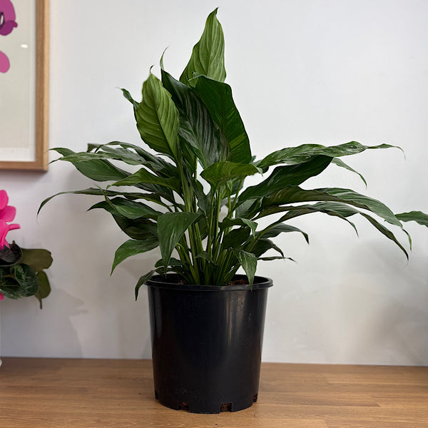 Spathiphyllum Jet Diamond Variegated Peace Lily 200mm