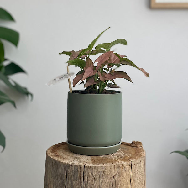 Syngonium Pink Heart in Small Oslo Pot Eucalypt