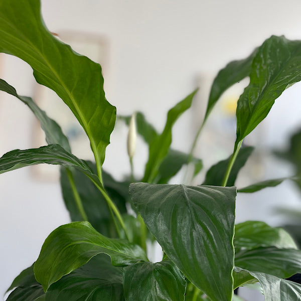 Peace Lily in Large Oslo Pot Sandstorm