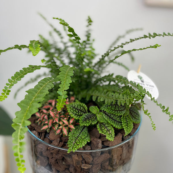 Glass Indoor Garden Bowl #2610
