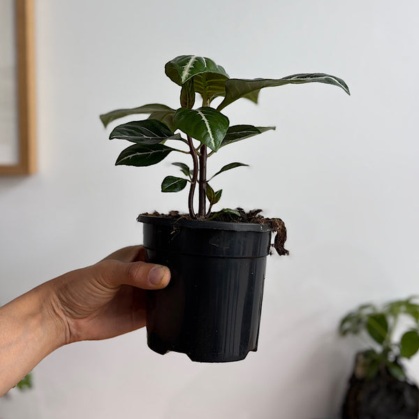 Aphelandra Squarrosa Zebra Plant 120mm
