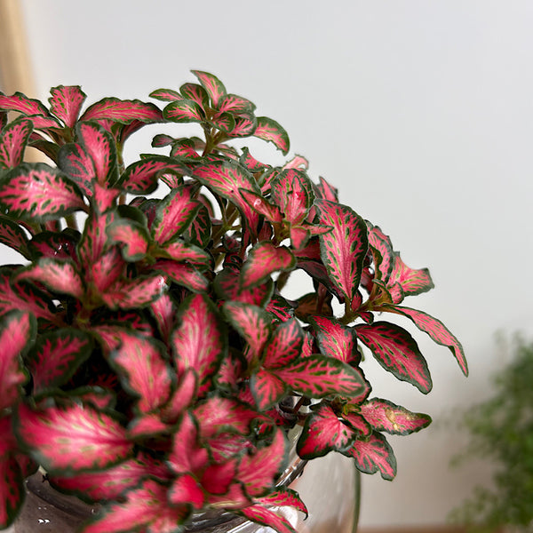 Fittonia in Small Self Watering Glass Pot