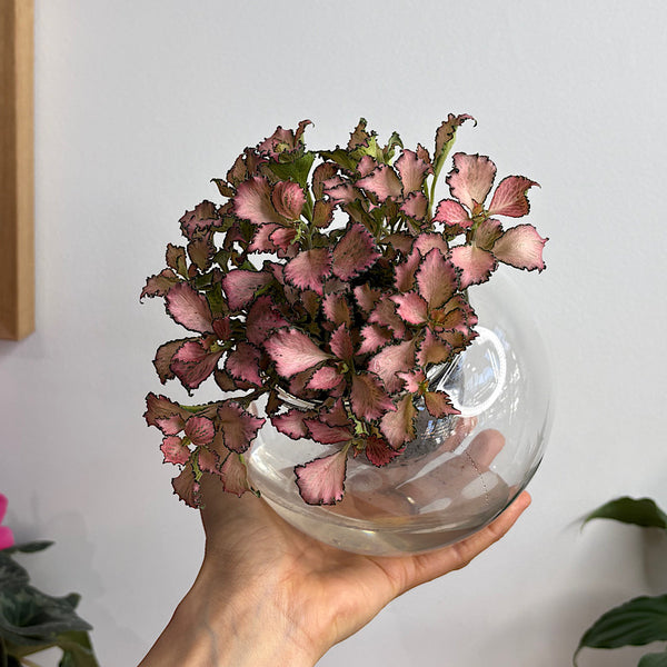 Fittonia Pink in Medium Tilted Self Watering Glass Pot