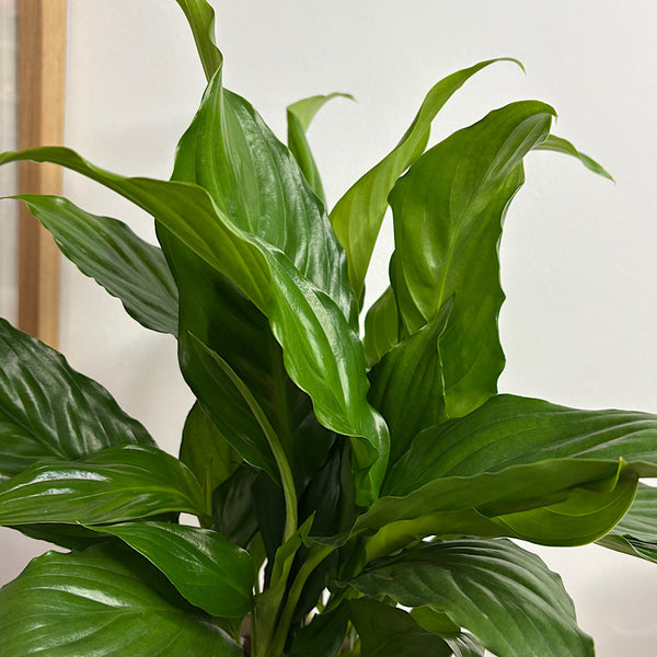 Peace Lily in Medium Gerti Pot Cookies and Cream