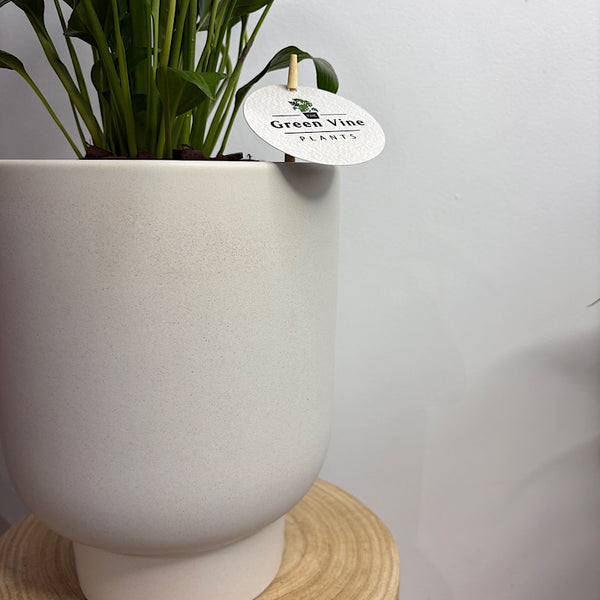 Peace Lily in Large Comet Planter Oatmeal