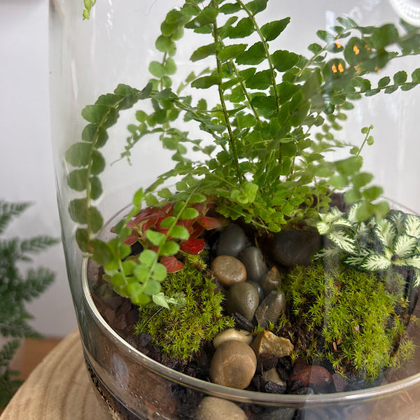 Enclosed Egg Dome Terrarium