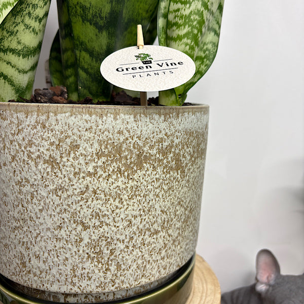 Robusta Snake Plant in Large Pollock pot Limestone