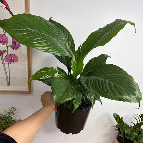 Spathiphyllum Peace Lily 200mm