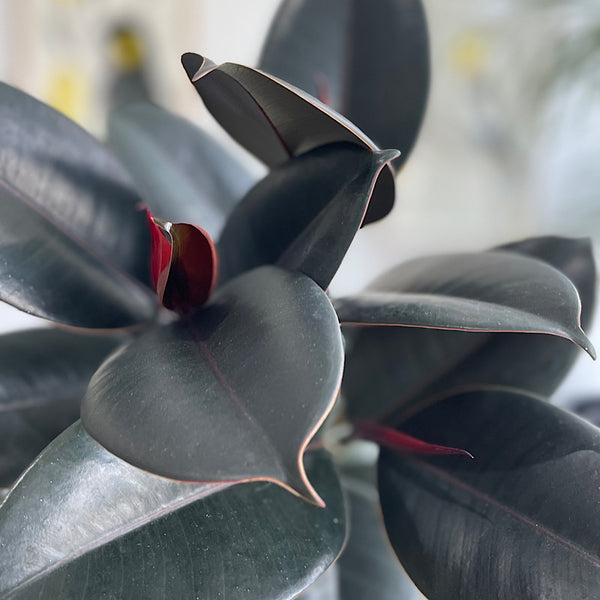 Ficus Elastica Burgundy 170mm