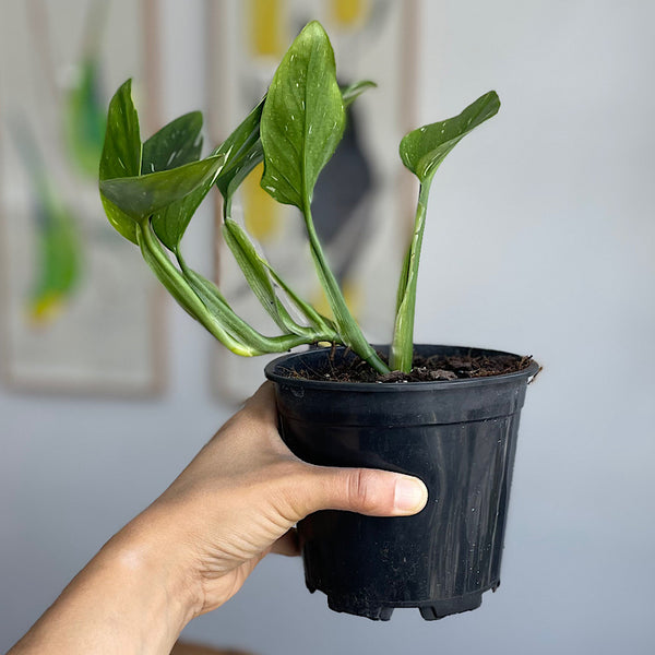 Monstera Standleyana Variegata 130mm