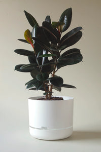 Mr Kitly Selfwatering Pot 37.5cm White