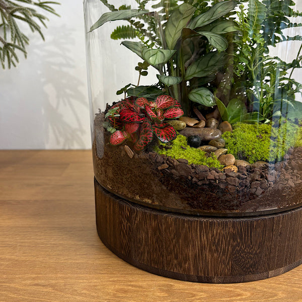 Large Helga Terrarium with Lush Forrest with Timber Base and Ball #0209