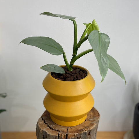 Philodendron Silver Sword in Hanover Pot Tobacco