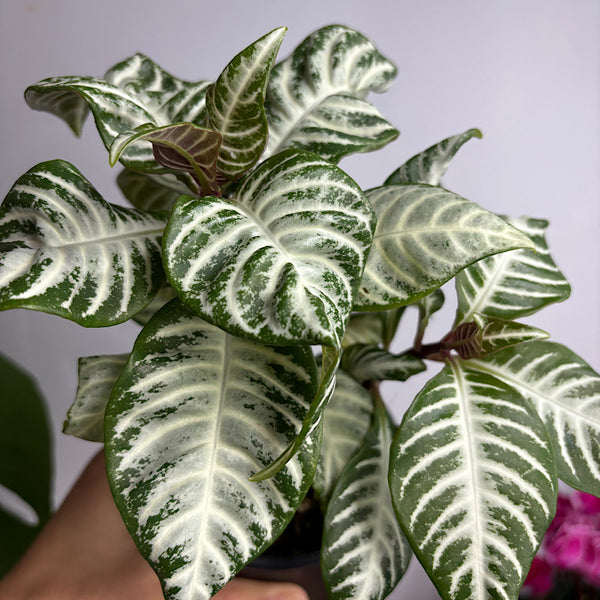Aphelandra White Wash Zebra Plant 100mm