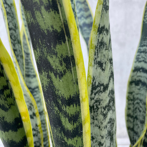 Sansevieria Trifasciata Laurentii Snake Plant 300mm