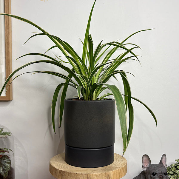Spider Plant in Medium Kelly Pot Black