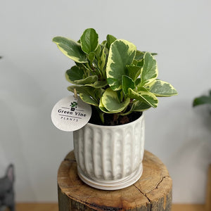 Peperomia Obtusifolia Variegata in Clovelly Pot White