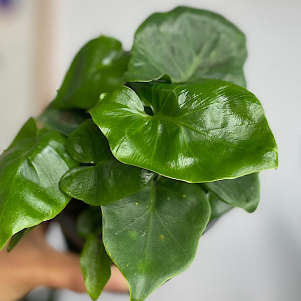 Philodendron Selloum Super Atom 120mm