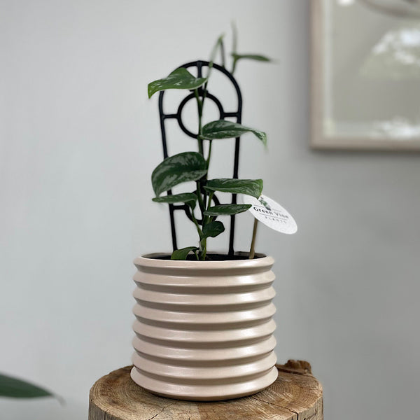Satin Pothos in Berlin Pot Parchment